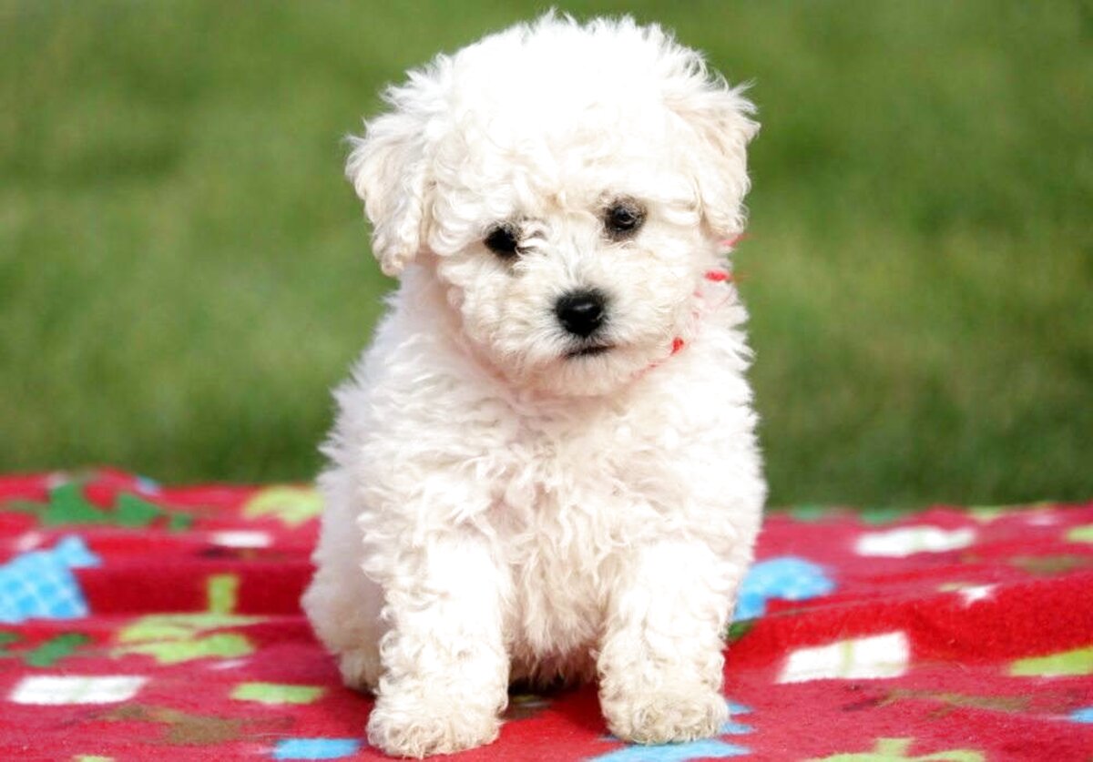 Frise Puppies Bichon For Sale In Uk Used Frise Puppies Bichons